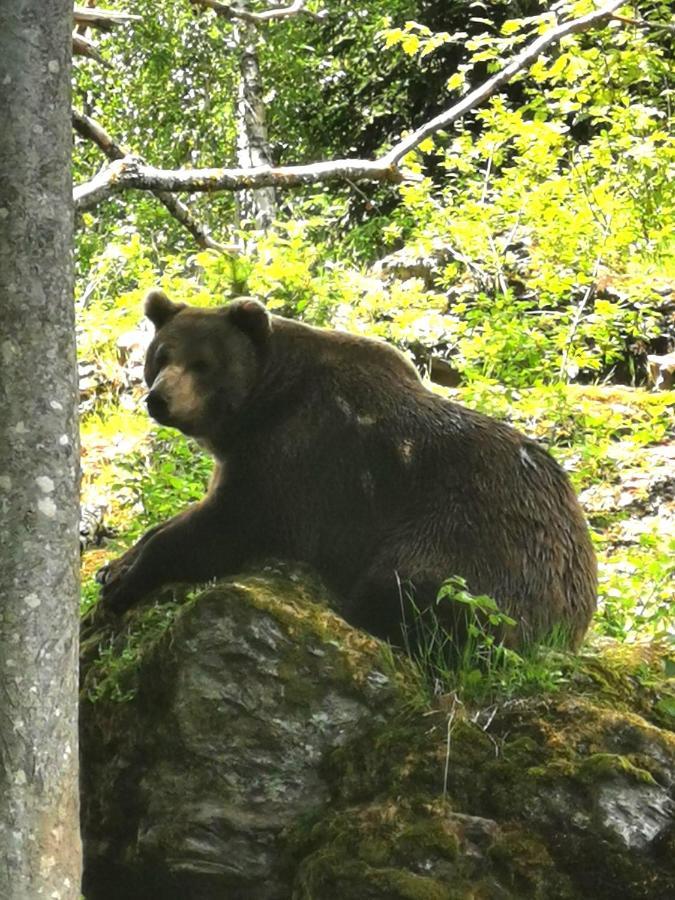 Anno - Wohlfuehlen Am Bachal In Altschoenau Neuschönau Eksteriør billede